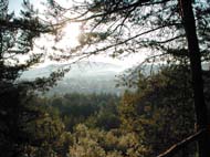 35_mlhave_rano